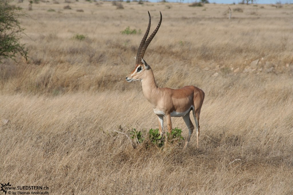 IMG 7614-Kenyan gazelle like a manequin in Tsavo East